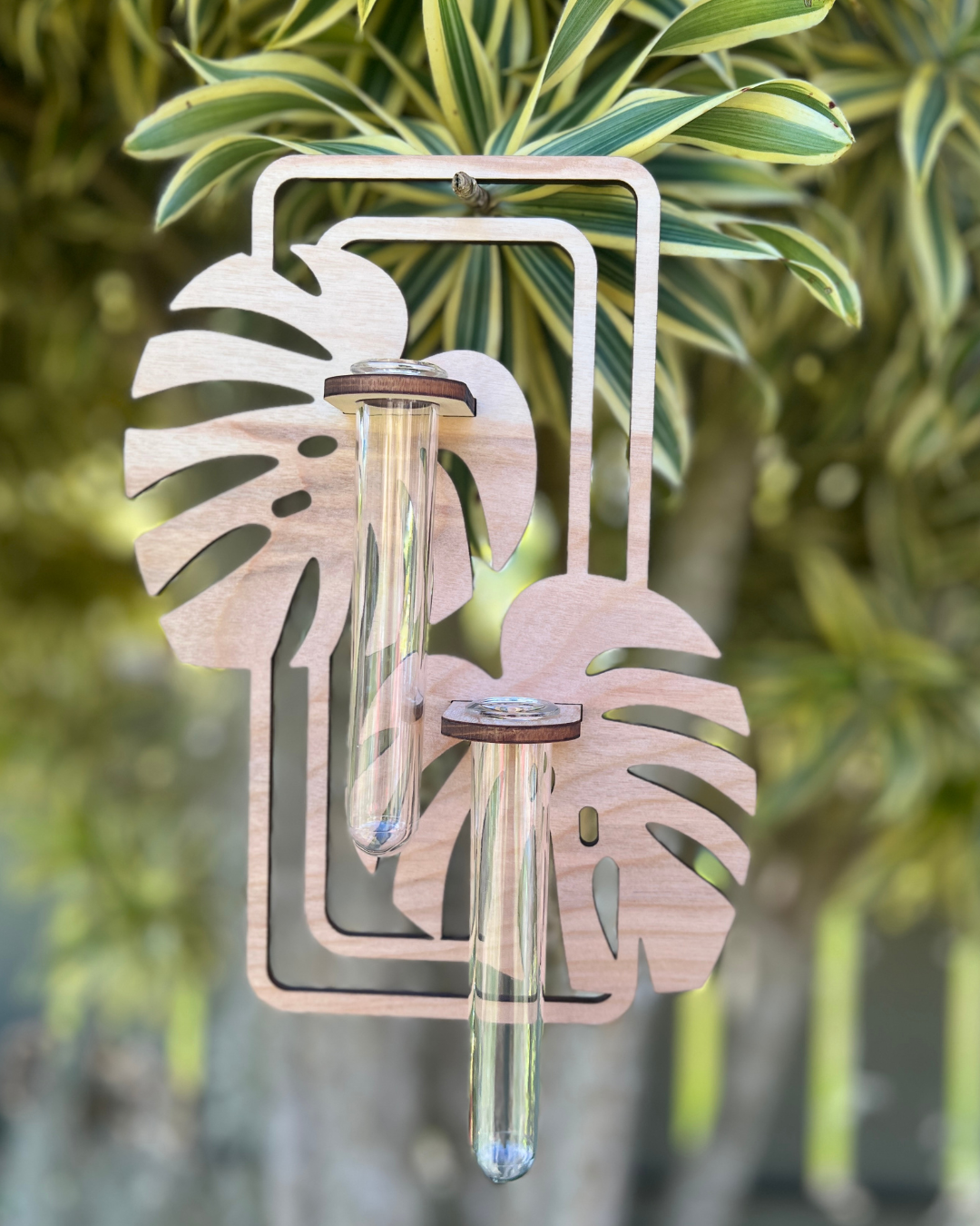 Double Monstera Hanging Propagation Station